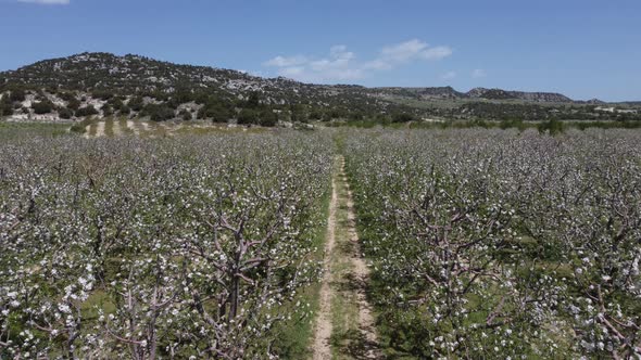 Drone Image of Awesome Apple Flowers