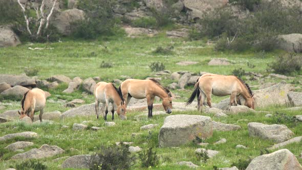Wild Przewalski Horses in Natural Habitat in The Meadow of Mongolia