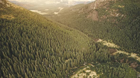 Pine Trees Forest at Mountain Hills Aerial