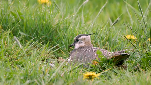 Northern Lapwing sitting on its nest during a heavy downpour of rain showing water droplet running o