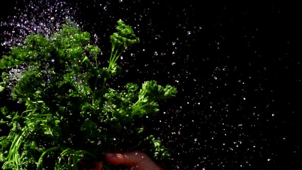 Water Drops Fly Over a Bunch of Wet Parsley