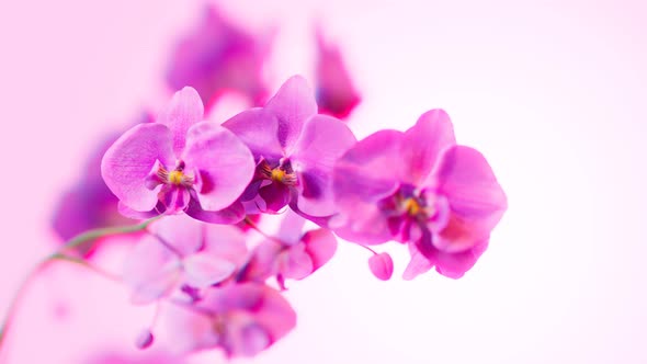 Floral background with blooming purple or pink phalaenopsis orchid. 4k HD