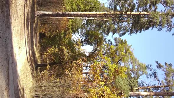 Vertical Video of an Autumn Forest During the Day in Ukraine