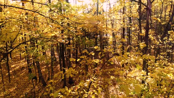 Colorful Autumn Forest Wood