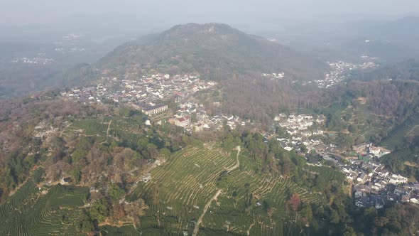 Tea plantation in mountain