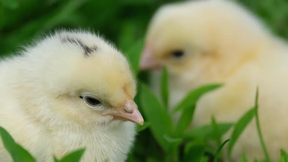 Two Little Yellow Chickens Sitting in the Grass