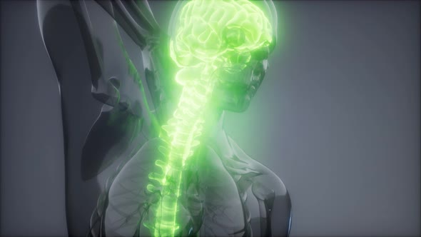 Backache in Back Bones alt