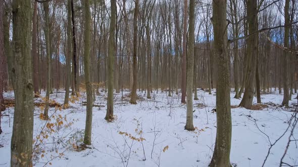 Shooting with a Drone Forward Through a Snowcovered Forest in a Low Plan / Videohive, Stock footage, Nature