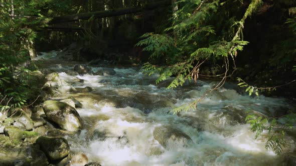 Cascading stream in a dark and mossy forest.