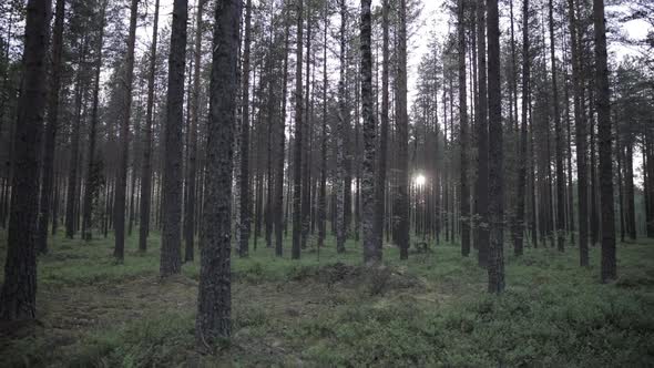 View of a forest with sunlight sneaking through the trees