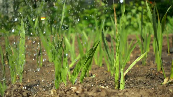 Drops of Clean Water Irrigate Dry Soil and Shoots of Green Plants, Slow Motion