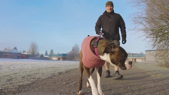 Cute Female Boxer Puppy Dog Walking on a Leash with Her Owner