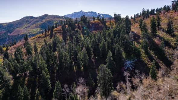 Aerial view of forest moving past pine and aspen trees