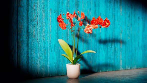 Blooming red orchid flower against a blue wooden background. Potted flower.