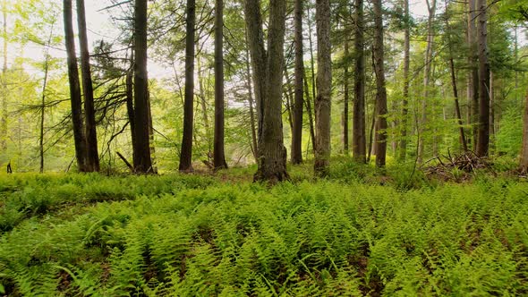 Slow, smooth, low drone video footage moving through a, peaceful, magical fern forest with beautiful