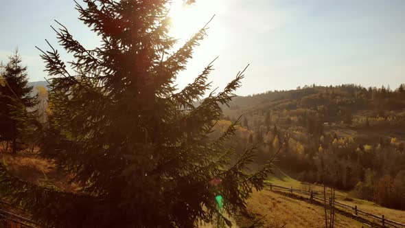 Flight up along spruce tree in sunny day soft light. Nature, travel, holidays. 