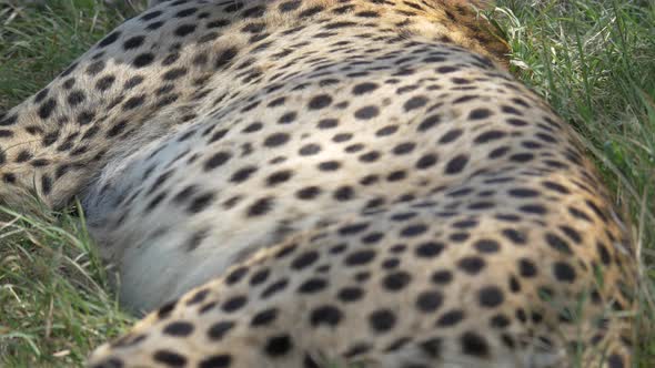 Tilt up view of resting cheetahs