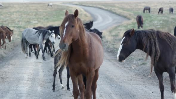 View of wild horses walking across a dirt road