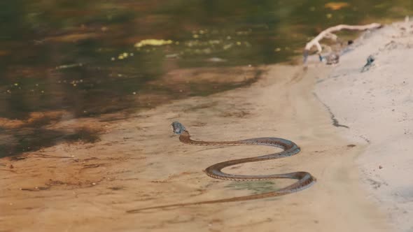 Poisonous Snake Crawls Along the River Bank. Slow Motion