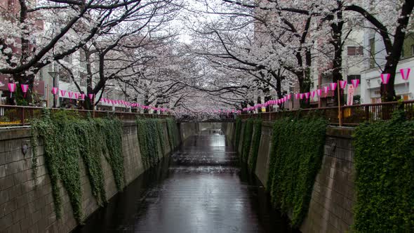 Timelapse Tokyo Cherry Blossom Park on Meguro River Banks