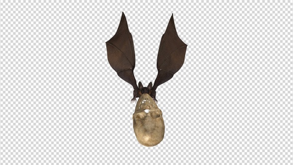 Bat with Skull - 4K Flying Loop - Front View