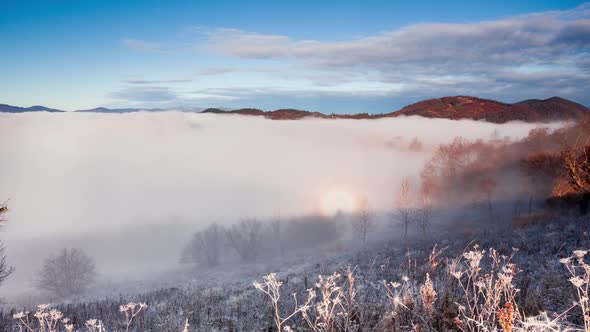 Field in the Fog