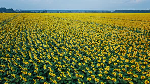 Yellow Farm Field with Sunflowers