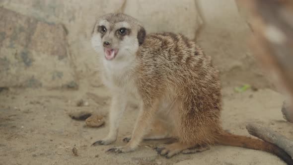 Meerkat or Suricata Suricatta. Suricate Is Playing with Straw.