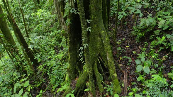 Turning around the typical jungle roots found in the Amazon forest