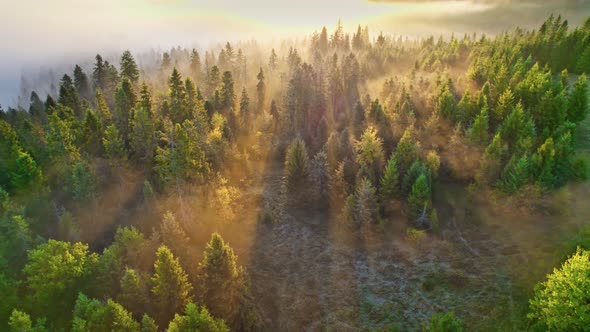 Amazing Foggy Sunrise in the Forest