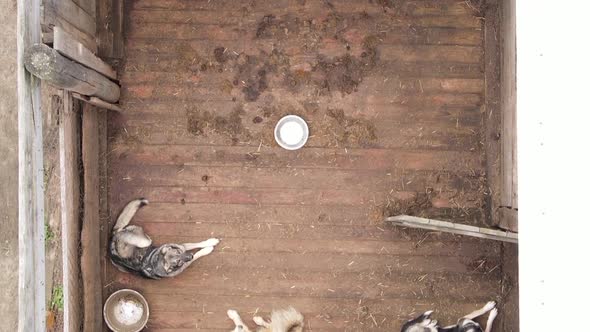 Aerial View of a Shelter for Stray Dogs