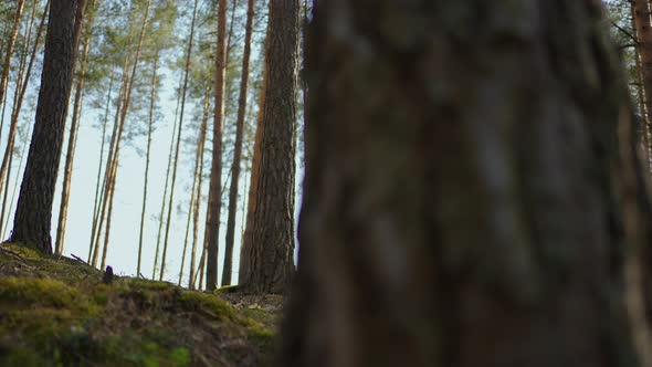 Slow Motion Young Black African Woman Hiking in Forest in Autumn