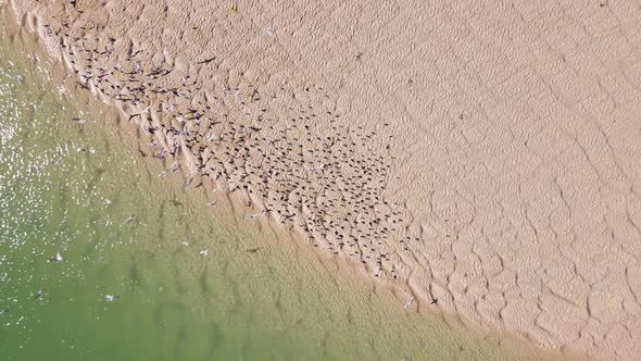 Terns sitting next to estuary on sandbank take off; overhead drone shot