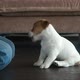 Owner Trains a Small Puppy at Home - VideoHive Item for Sale