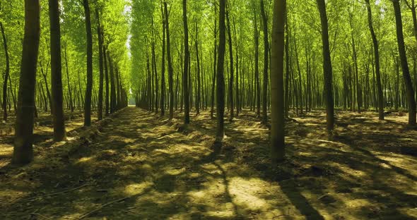 Green Forest High Tree with Green Foliage