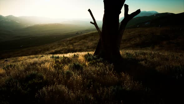 Old Tree Stump Trunk on the Hill at Sunset