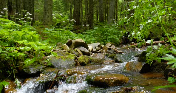 Mountain Stream with Crystal Clear Water in the Forest