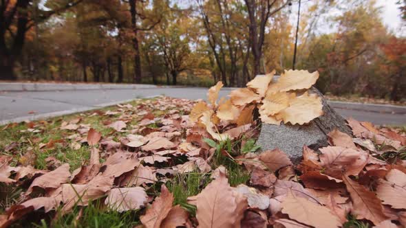 Yellow Oak Leaves on the Lawn