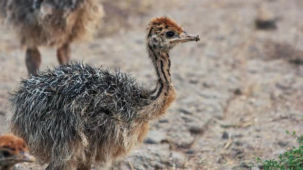 Cute Baby Ostrich Outdoors