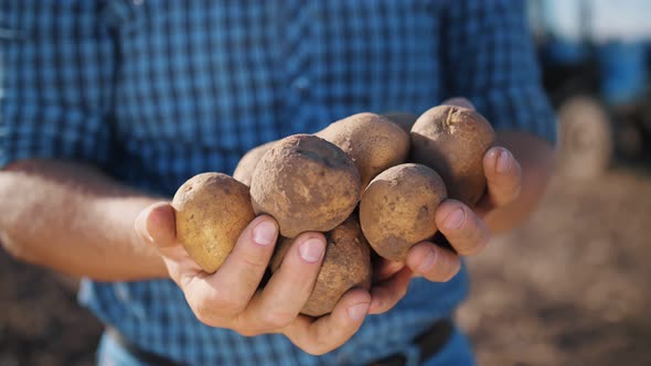 Potato Harvesting