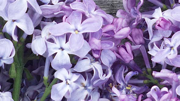 Small Lilac Flowers Closeup Natural Natural Spring Background