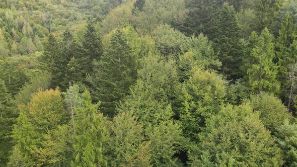 Trees in the Mountains Slow Motion. Aerial View of the Carpathian Mountains in Autumn. Ukraine