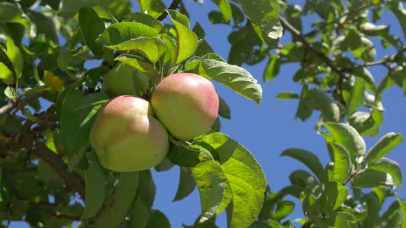 Apples healthy organic fruit in 4K UHD 3840X2160 footage - Healthy apples UHD 4K high definition  vi