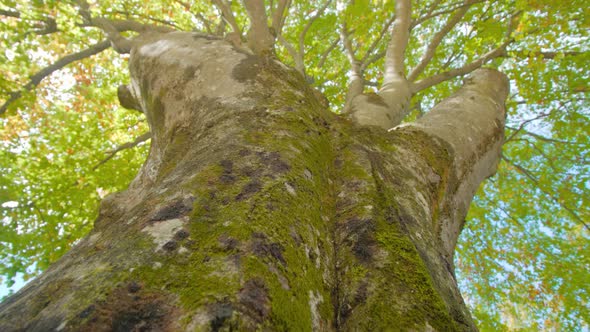 High Birch Tree Trunk Covered with Moss Under Blue Sky