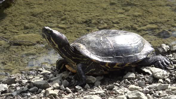 Turtle On The Lake Shore