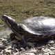 Turtle On The Lake Shore - VideoHive Item for Sale