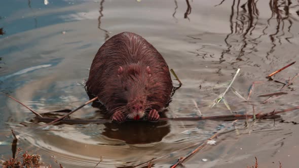 rodent coypu swims in the water of a lake or pond