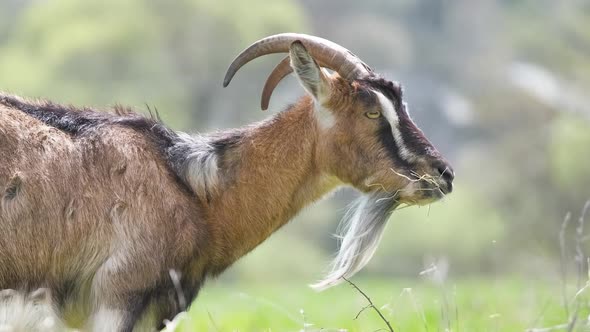 Domestic Milk Goat with Long Beard and Horns Grazing on Green Farm Pasture on Summer Day