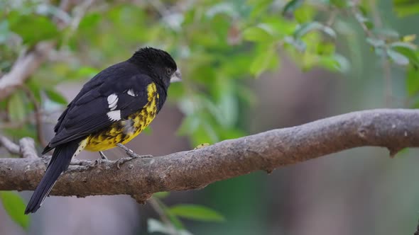 Macro shot of beautiful black and yellow colored Black-backed Grosbeak perched on branch