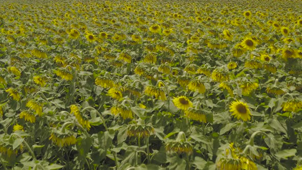 Acres of sunflowers blossom in field densely grown Aerial